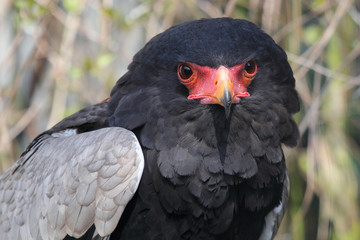 Bateleur