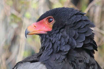 Bateleur