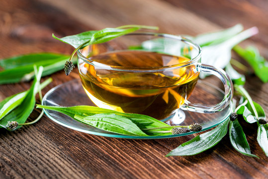 Tee aus Spitzwegerich - Wildkr&auml;uter - Heilkraut - Hom&ouml;opathie