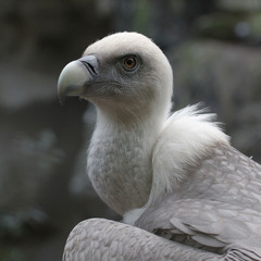 Vulture