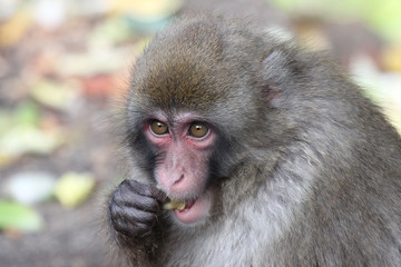Macaque