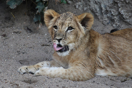 Lion Cub