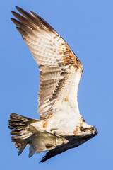 Osprey found some breakfast