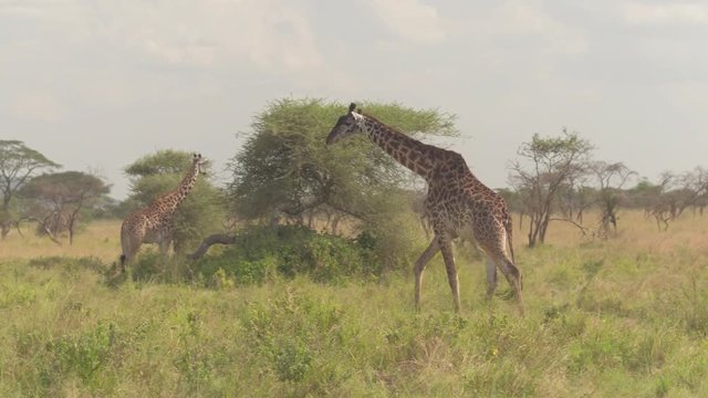 CLOSE UP: Adult and young male giraffes hanging out together in wilderness on vast open savannah grassland woodland standing in tall grass on stunning sunny day in amazing Serengeti national park