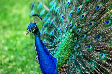 Fototapeten Pfau mit ausgebreiteten Flügeln © bluraz