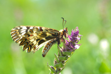 Butterfly on spring meadow. Zerynthia polyxena, Southern Festoon or Spanish Festoon, 