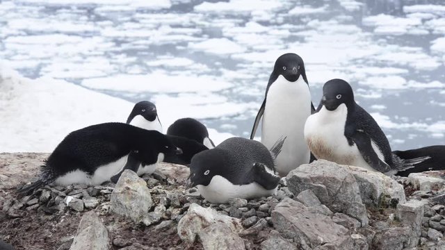 Adelie Penguins on the nest