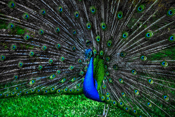 peacock with spread wings