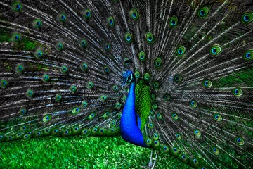 Crédence de cuisine en verre imprimé Paon peacock with spread wings
