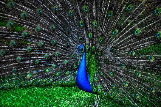 Fototapeta peacock with spread wings