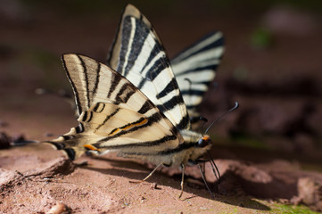Iphiclides podalirius on the ground. Scarce Swallowtail butterfly taking minerals from ground