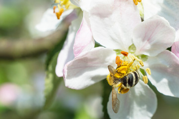 Naklejka na ściany i meble Bee on apple blossom