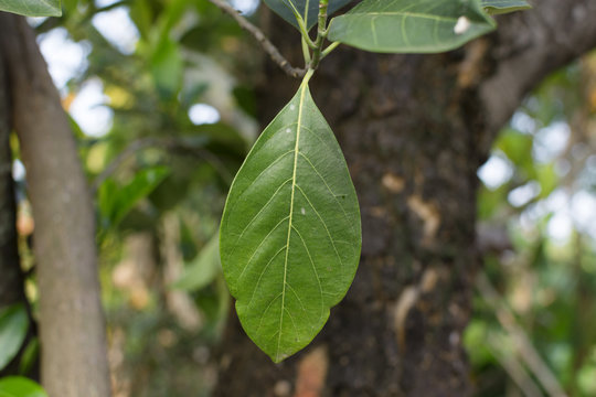 Green jackfruit leaf on tree
