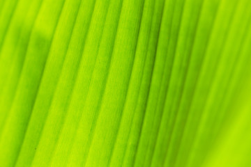 light green banana leave texture for nature background.