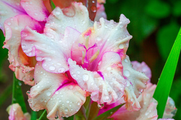 pink flowers gladiolus