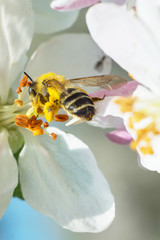 Bee on apple blossom