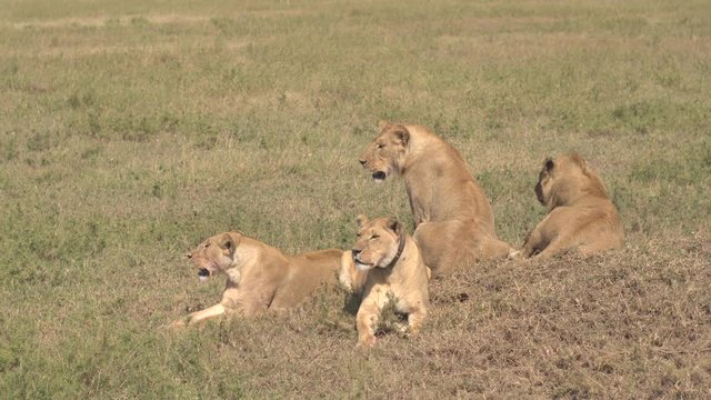 CLOSE UP: Group of adult and young mighty lions lying on sunny savannah grassland field looking for pray. Alpha lioness in safari game reserve wearing GPS tracking device for daily wildlife monitoring