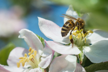 Bee on apple blossom