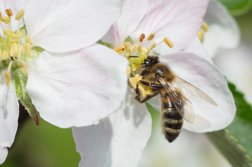 Bee on apple blossom