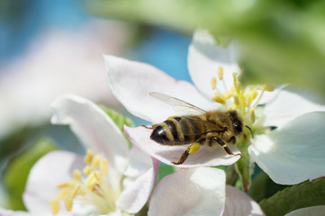 Bee on apple blossom