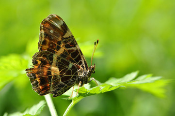 Obraz na płótnie Canvas Araschnia levana, Map butterfly butterfly on leaf. Spring form of map butterfly