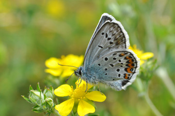 Plebejus argus, Silver Studded Blue Butterfly on yellow flower. Small blue butterfly on wild flower