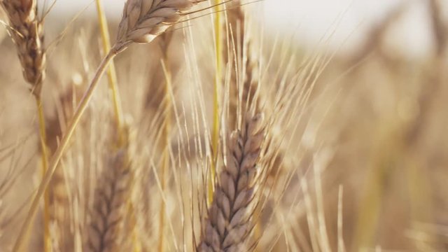 grain field with wheat or rye ready for harvest, prores footage 60fps