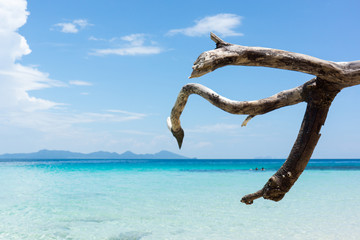 dry twig on space of beautiful tropical sea beach