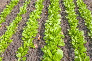 Spinach plants.