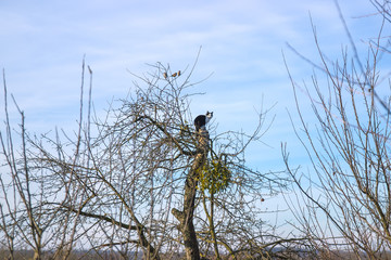 White cat sit on tree and looks birds