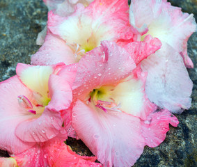 pink flowers gladiolus
