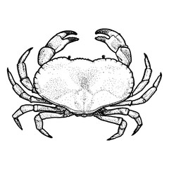 Vector Crab Sketch