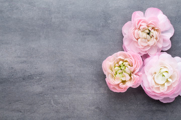 Pink beautiful ranunculus on gray background.