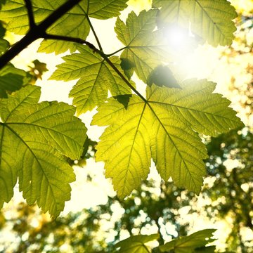 Blätter eines Ahorn im Frühling bei strahlendem Sonnenschein