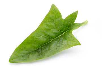 Fototapeta na wymiar Fresh leaves of spinach on the white background.