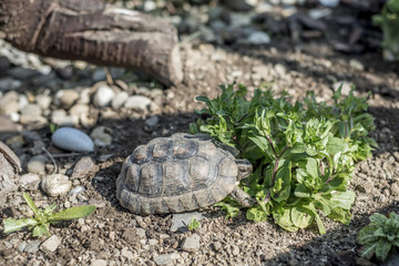 Turtle Testudo Marginata european landturtle wildlife free eating