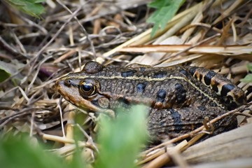 Beautiful frog in nature at the pond in the grass. (Bufo bufo)