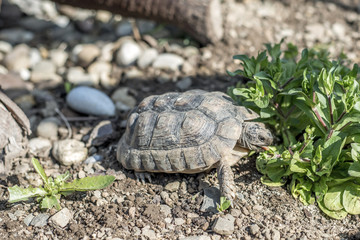 Turtle Testudo Marginata european landturtle wildlife free eating
