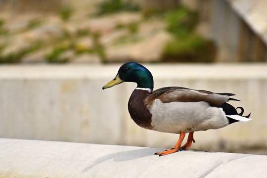 Mallard. Wild duck on the shore of a pond. Male-duck. (Anas platyrhynchos)