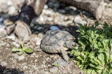 Turtle Testudo Marginata european landturtle wildlife free eating