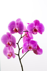 Fototapeta na wymiar Pink beautiful orchid on colored background.