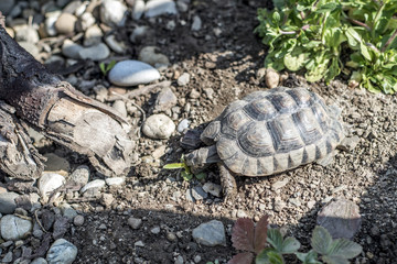 Turtle Testudo Marginata european landturtle wildlife free eating