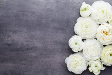 Beautiful colored ranunculus flowers on a gray background.