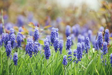 muscari - blue spring flowers