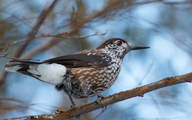 Nutcracker, bird sitting on the branch