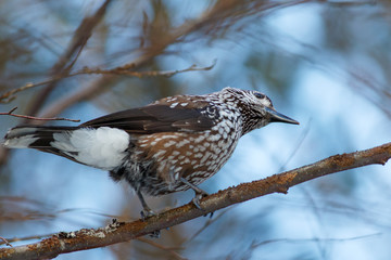 Nutcracker, bird sitting on the branch
