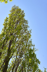 Lombardy poplar tree.
