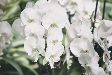 White orchid flowers - exotic nature