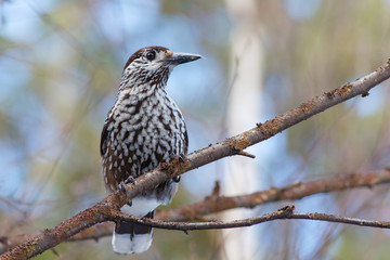 Nutcracker, bird sitting on the branch