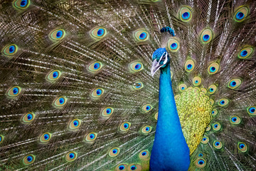Obraz premium Image of a peacock showing its beautiful feathers. wild animals.